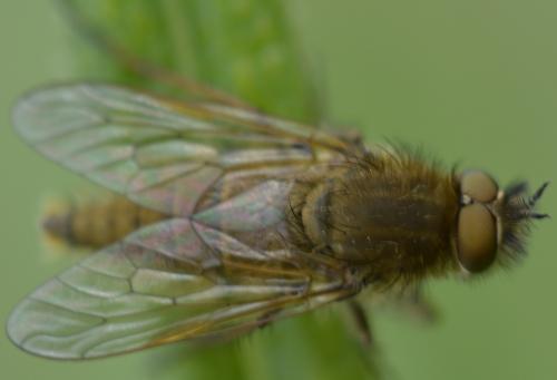 Thereva sp.